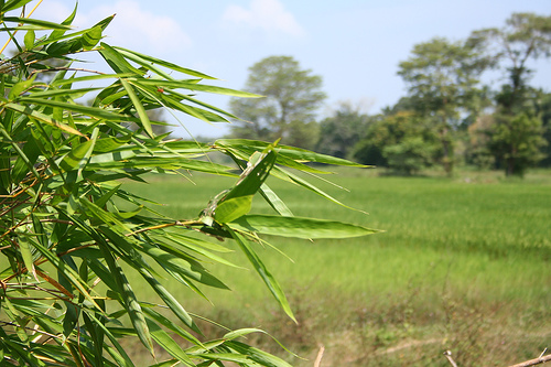 Pothuhera Bare Land for sale